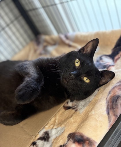 Finnigan **FIV+** photo 2