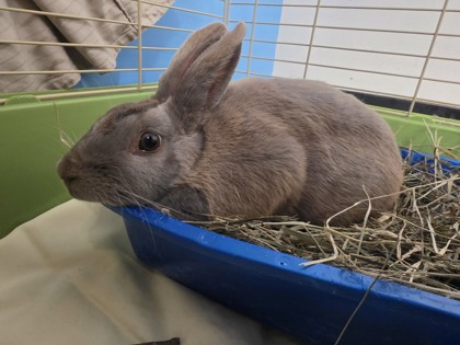 Thumper photo 3