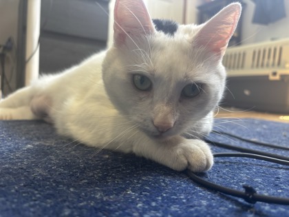Kali photo 3