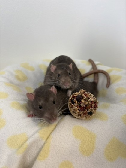 Butter (Bonded with Peanut) photo 3