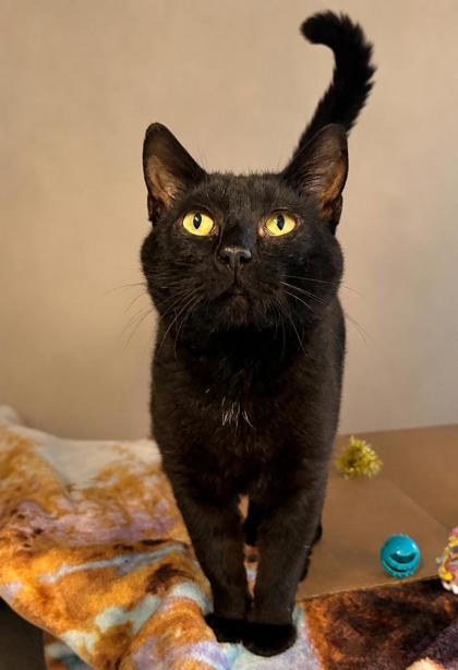 Finnigan **FIV+** photo 3
