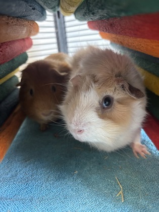 Gus *Bonded to Winnie* photo 3