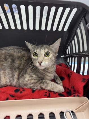 Photo of Luna