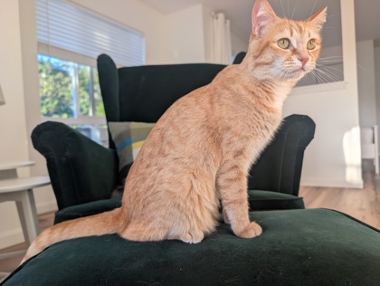 Photo of Kitty