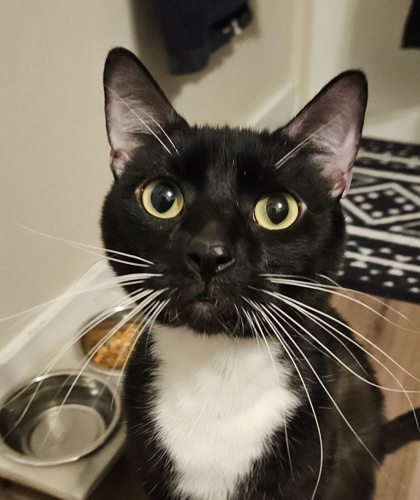 Photo of Phoenix
