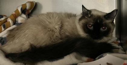 Photo of Henrietta *WORKING CAT*