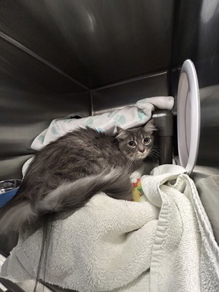 Photo of Boogie