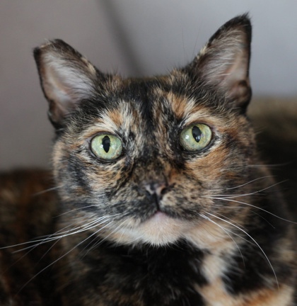 Photo of Penny