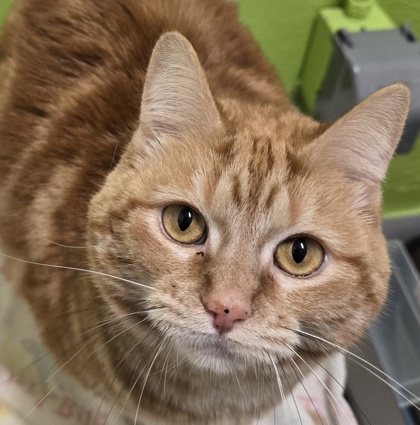 Photo of Indy