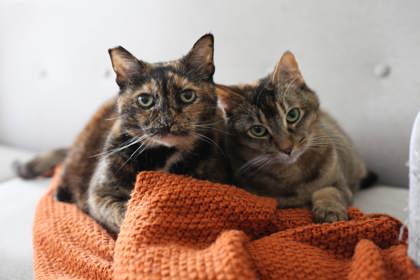 Photo of Penny