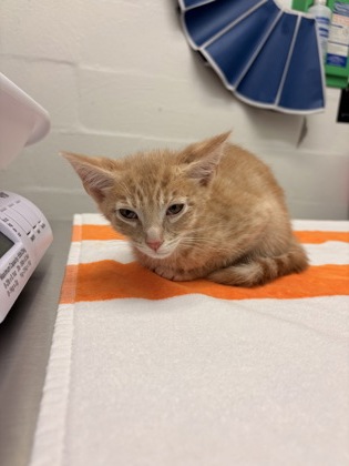 Photo of Harvey