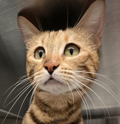 Photo of Nova