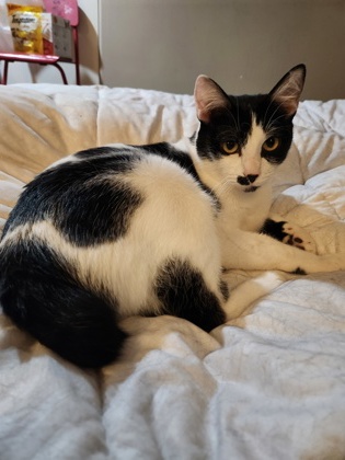 Photo of Luna