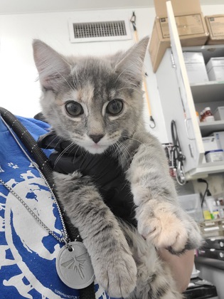 Photo of Patches