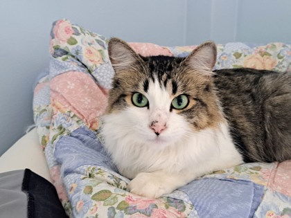 Photo of Pickles