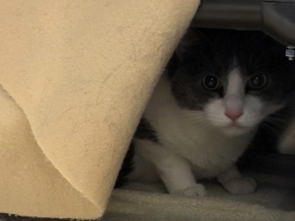 Photo of Kitty