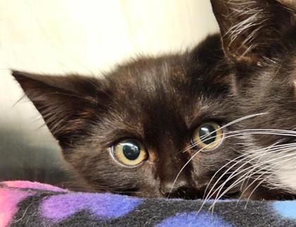 Photo of Skipper