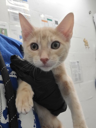 Photo of Peekachoo