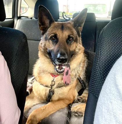 Max, adoptable senior German Shepherd/Mix