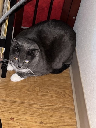 Photo of Phoebe