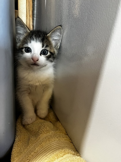 Photo of Nigel