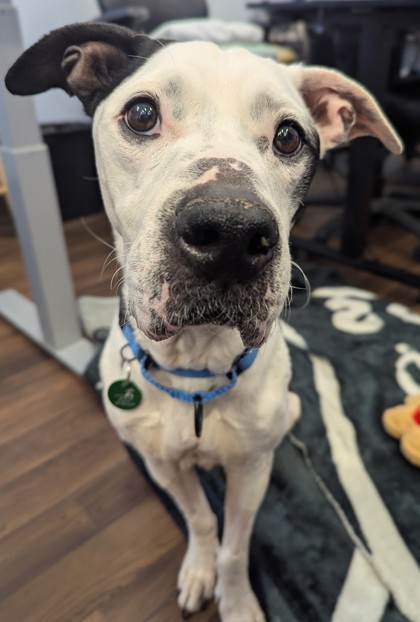 Molly, adoptable senior Mixed Breed, Large (over 44 lbs fully grown)/Hound