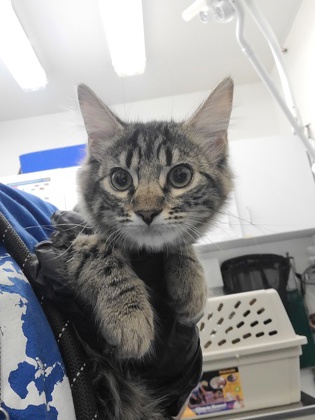 Photo of Tigerlily