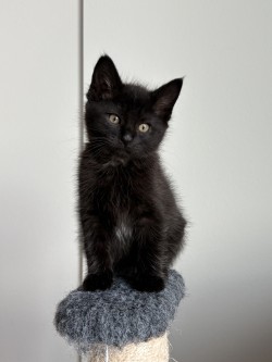 Photo of Presley