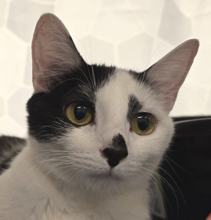 Photo of Peanut