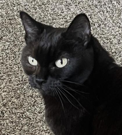 Photo of Purrdy