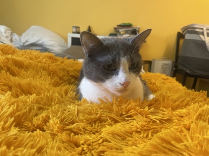 Photo of Kitty