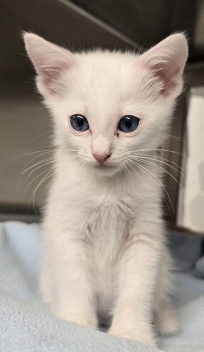 Photo of Opal