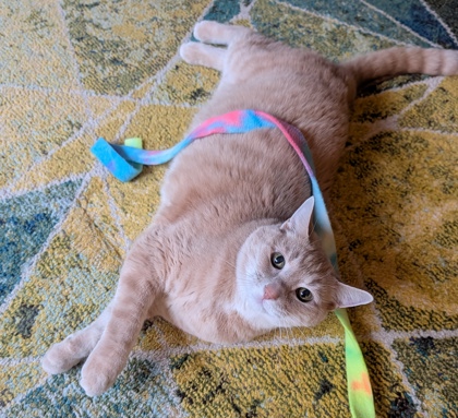 Photo of Auggie