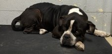 View Eeyore the Dog Photo #2