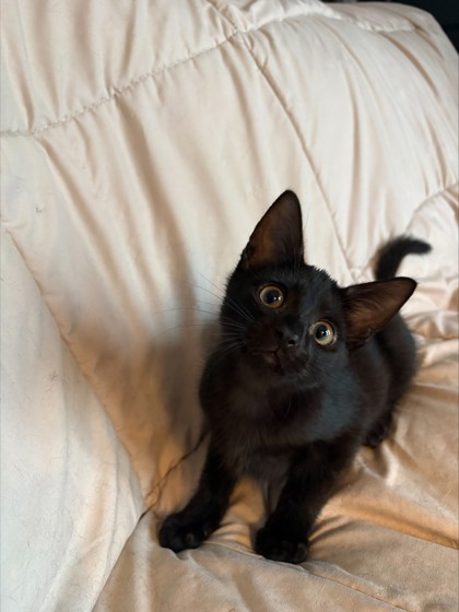 Photo of Pepper
