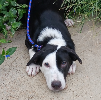 Photo of Domino