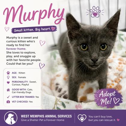 Photo of Murphy