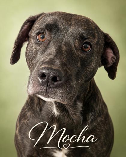 Photo of Mocha