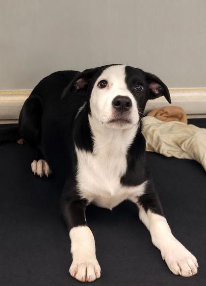 Photo of Domino