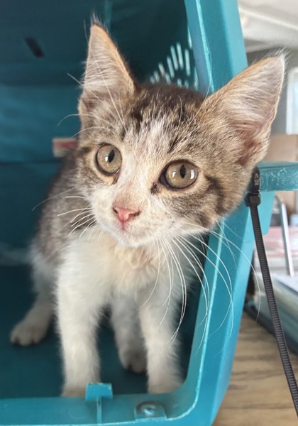 Photo of Zelda