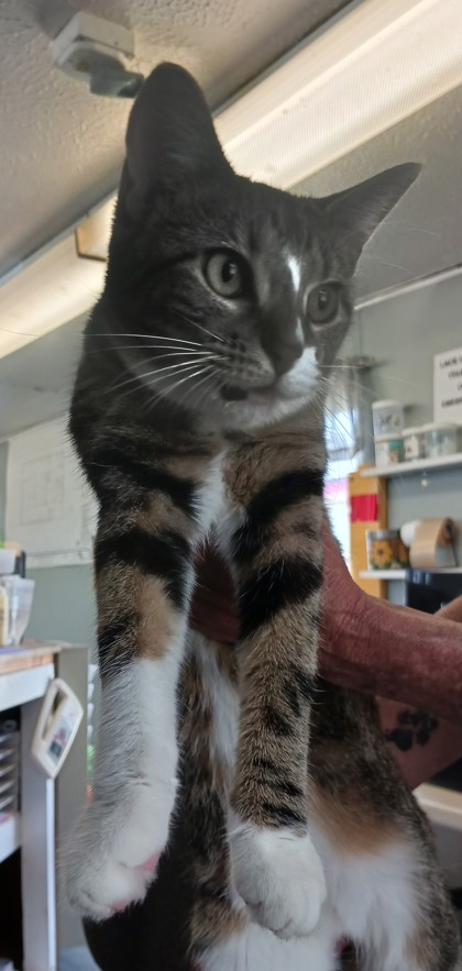 Photo of Kiwi