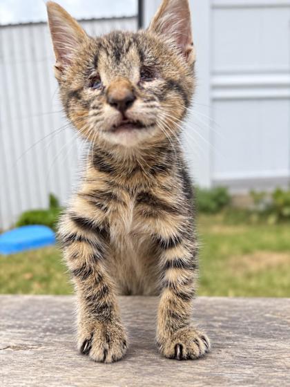 Photo of Pipkin