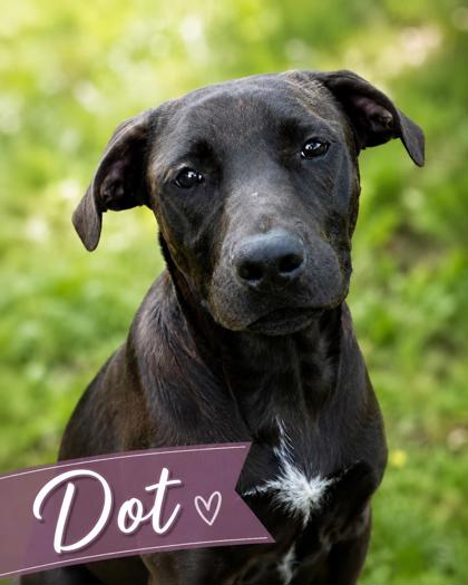 Photo of Dot