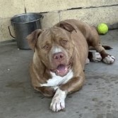 Photo of Chester