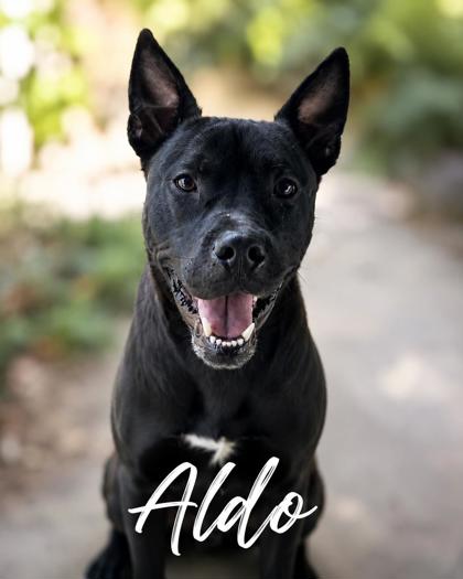 Photo of Aldo
