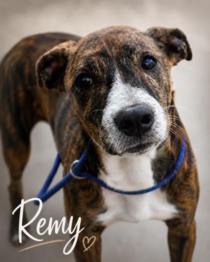 Photo of Remy