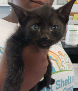 Photo of Pepper