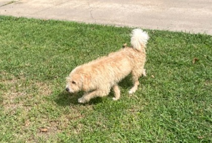View Bono the Dog Photo #3