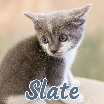 Photo of Slate