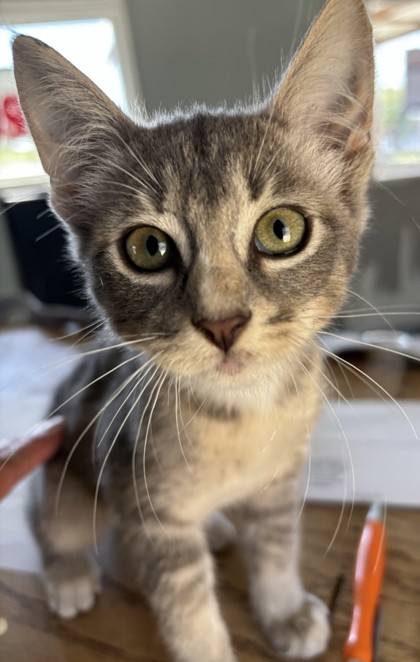 Photo of Skyla